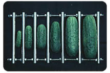 Various Pickle Sizes